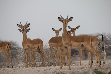 A group of impalas at the waterhole, Etosha national park, Namibia, Africa