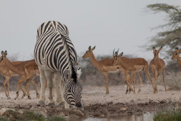 Obraz na płótnie Canvas Burchells Zebras at the waterhole, Etosha national park, Namibia, Africa