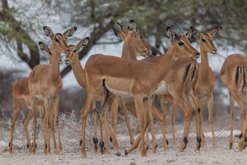 Naklejka na ściany i meble A group of impalas at the waterhole, Etosha national park, Namibia, Africa