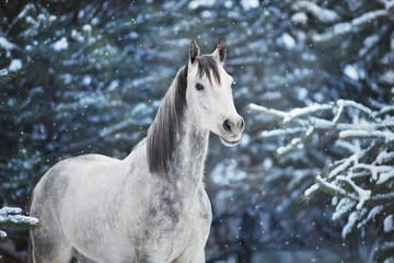 White arabian horse portrait in snow landscape