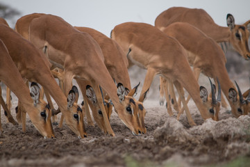 A group of impalas at the waterhole, Etosha national park, Namibia, Africa