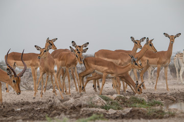 A group of impalas at the waterhole, Etosha national park, Namibia, Africa