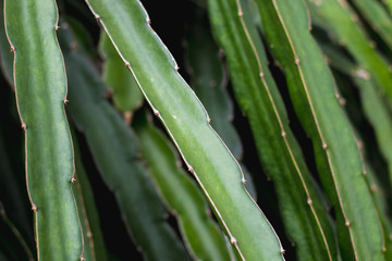 Fototapeta premium green dragon fruit tree on climber planting nature background