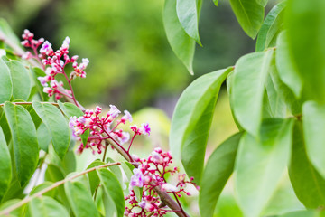  star fruit carambola flower  on  star apple  fruit ( starfruit ) garden