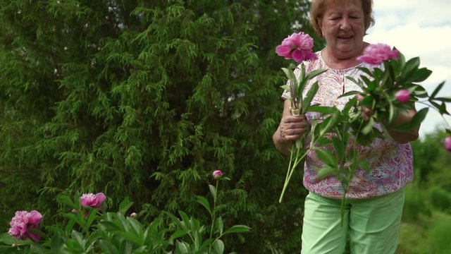 Elder mature woman working in the garden with peon rose flowers - Wearing pink t-shirt - Stabilied 4K shots