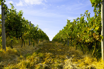 Fototapeta premium Nature background with vineyard in autumn harvest, ripe grapes in autumn. Beautiful landscape of vineyards in Tuscany. Chianti region in the summer season. Italy.