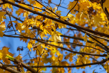 Fall yellow maple leaves in the blue sky.