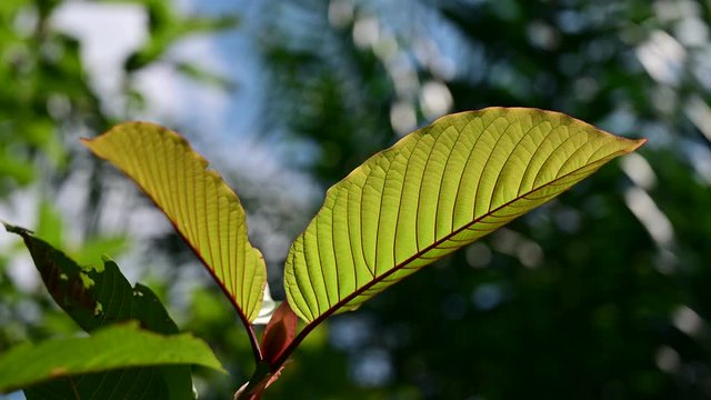 Kratom (Mitragyna speciosa) green Is a type of drug VDO 4K