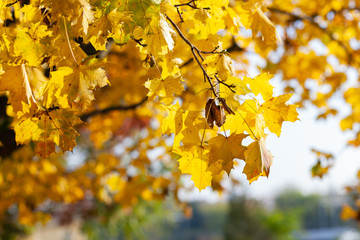 Fall yellow maple leaves in the blue sky.