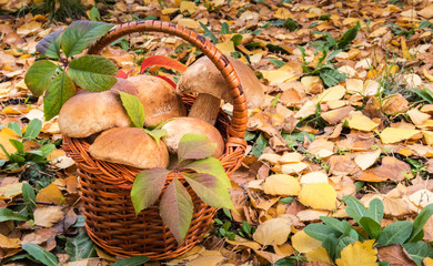 Autumn background with wild eatable mushrooms