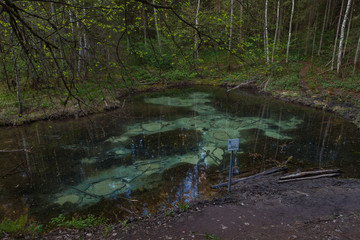 Sacrificial Saula blue springs in a pond, Estonia, Europe. Natural wonder