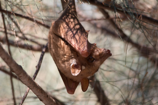 Peters Epauletted Fruit Bat Hanging In A Tree, Caprivi Strip, Namibia, Africa