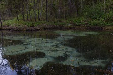 Sacrificial Saula blue springs in a pond, Estonia, Europe. Natural wonder