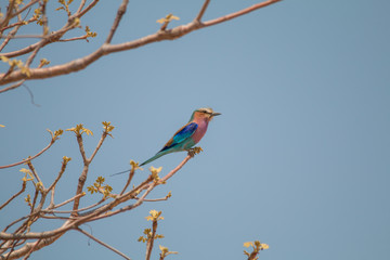 Lilac breasted roller on a branch, Okavango river, Namibia