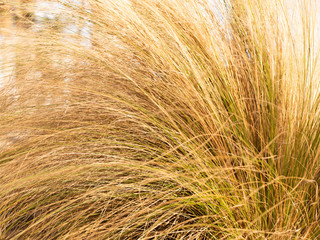 Close-up of wheat herbs