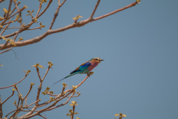 Lilac breasted roller on a branch, Okavango river, Namibia