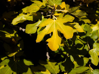 Yellow and green beautiful fig tree leaves