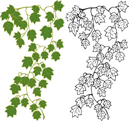 Set. Hanging branches of ivy on a white background, in color and in outline. Vector illustration.