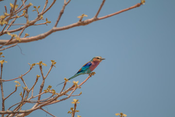 Lilac breasted roller on a branch, Okavango river, Namibia