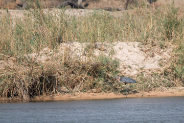 Goliath heron in the okavango river, Namibia, Africa