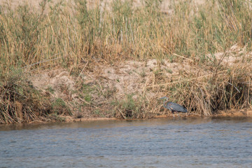 Goliath heron in the okavango river, Namibia, Africa