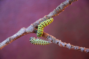 colorful caterpillar on a branch 