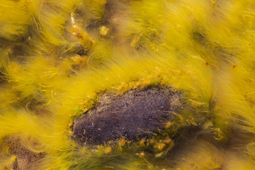 Yellow seaweed is driven by water. Natural art coastal patterns in shallow water.