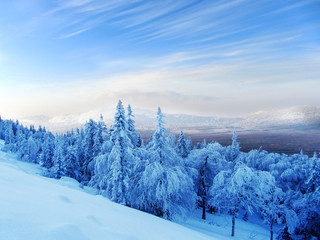 winter forest on the mountainside