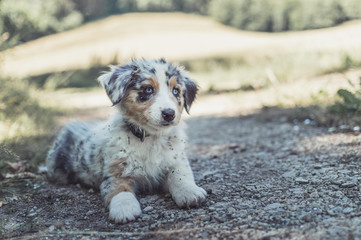 Fototapeta premium Dog australian shepherd running blue merle in nature puppy