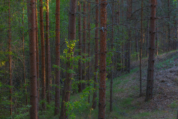 Pine forest landscape backlit by the sunlight.