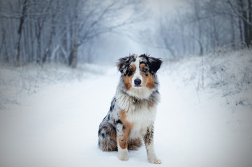 Dog australian shepherd running blue merle in nature snow