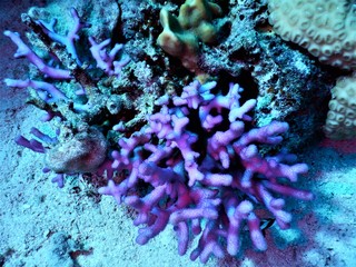 morze czerwone rafa fiolet nurkowanie podwodne 