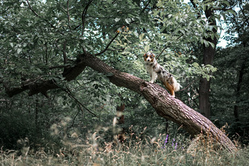Dog australian shepherd running blue merle in nature on tree
