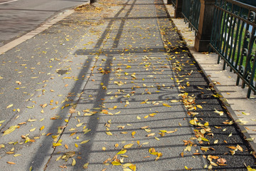 Yellow autumn leaves on a pedestrian path beside an asphalt road