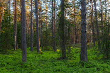 Fototapeta na wymiar Pine forest close-up landscape late afternoon. Trunks backlit by sun rays.