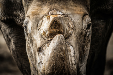 Fototapeta na wymiar Close-up on a rhinoceros