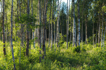 Obraz premium Birch trees forest close-up landscape late afternoon. Trunks backlit by sun rays.
