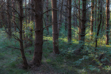 Pine forest close-up landscape late afternoon. Trunks backlit by sun rays.