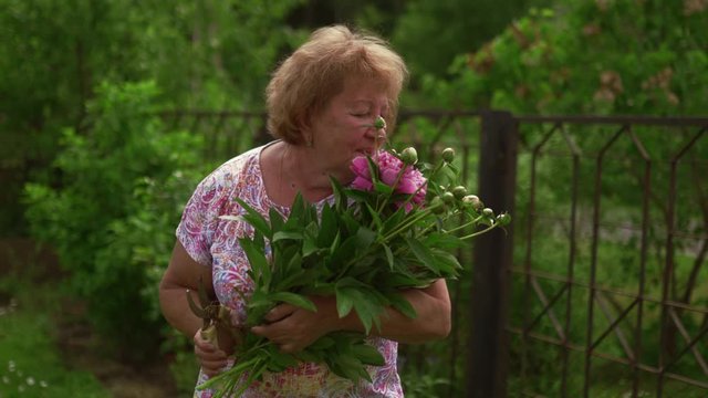 Elder mature woman working in the garden with peon rose flowers - Wearing pink t-shirt - Stabilied 4K shots