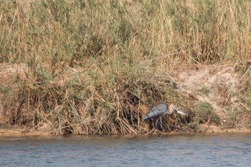 Goliath heron in the okavango river, Namibia, Africa