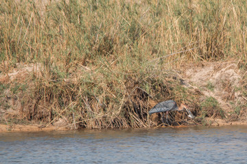 Goliath heron in the okavango river, Namibia, Africa