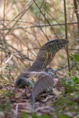 Monitor lizard in the bush, Caprivi strip, Namibia, Africa