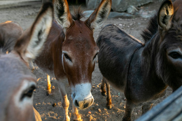 Donkeys 