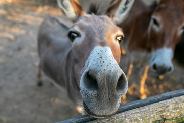 Obraz na płótnie Canvas Donkeys 