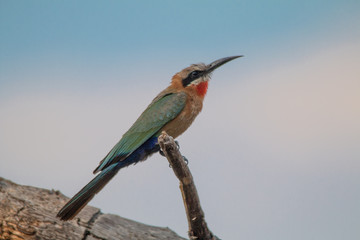 White fronted bee eater in a tree, okavango river, Namibia, Africa