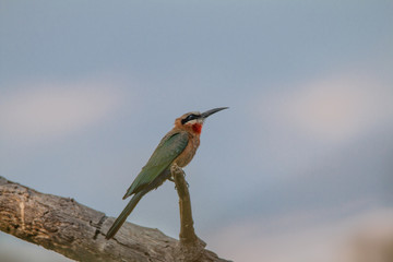 White fronted bee eater in a tree, okavango river, Namibia, Africa