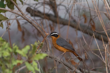 White browed robin chat in the thicket, Caprivi strip, Namibia, Africa