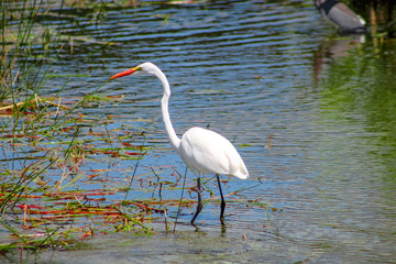 big white bird in the swamp of Florida