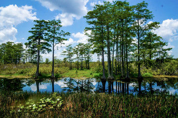 Fototapeta premium Louisiana Cypress Swamp and river