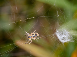 Spider in its web.